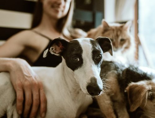 Should you rent to people with pets?